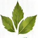 A stylized icon of a leaf or a plant, symbolizing natural ingredients and organic sourcing, with a fresh, vibrant aesthetic.