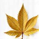 Premium Quality Ingredients